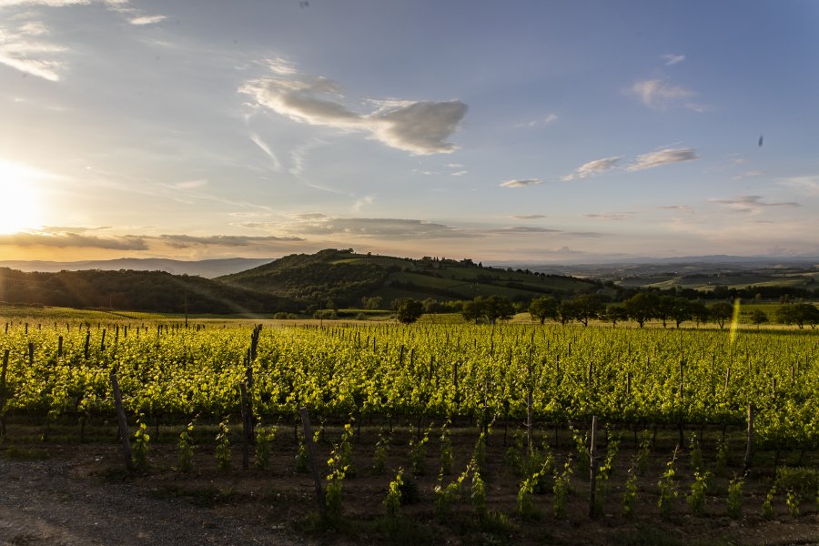 Wine tasting