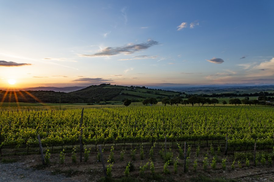 Wine tasting
